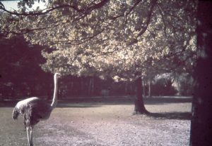 Steiner_04_002_autokorrektur